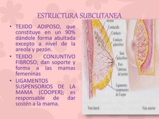 ESTRUCTURA SUBCUTANEA
• TEJIDO ADIPOSO, que
constituye en un 90%
dándole forma abultada
excepto a nivel de la
areola y pezón.
• TEJIDO CONJUNTIVO
FIBROSO; dan soporte y
forma a las mamas
femeninas
• LIGAMENTOS
SUSPENSORIOS DE LA
MAMA (COOPER); es
responsable de dar
sostén a la mama.
 
