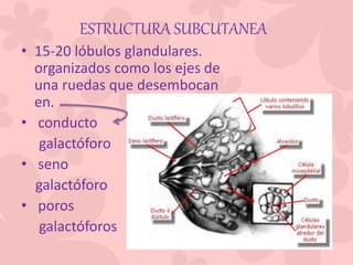 • 15-20 lóbulos glandulares.
organizados como los ejes de
una ruedas que desembocan
en.
• conducto
galactóforo
• seno
galactóforo
• poros
galactóforos
ESTRUCTURA SUBCUTANEA
 