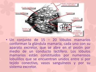 • Un conjunto de 15 – 20 lóbulos mamarios
conforman la glándula mamaria, cada uno con su
aparato excretor, que se abre en el pezón por
medio de un conducto lactífero. Los lóbulos
mamarios están constituidos por numerosos
lobulillos que se encuentran unidos entre sí por
tejido conectivo, vasos sanguíneos y por su
sistema excretor.
 