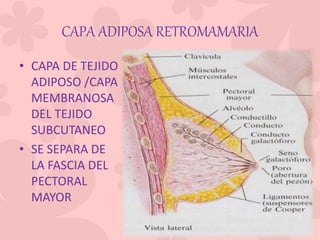 CAPA ADIPOSA RETROMAMARIA
• CAPA DE TEJIDO
ADIPOSO /CAPA
MEMBRANOSA
DEL TEJIDO
SUBCUTANEO
• SE SEPARA DE
LA FASCIA DEL
PECTORAL
MAYOR
 