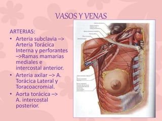 VASOS Y VENAS
ARTERIAS:
• Arteria subclavia –>
Arteria Torácica
Interna y perforantes
–>Ramas mamarias
mediales e
intercostal anterior.
• Arteria axilar –> A.
Torácica Lateral y
Toracoacromial.
• Aorta torácica –>
A. intercostal
posterior.
 