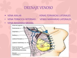 DRENAJE VENOSO
 VENA AXILAR . VENAS TORAXICAS LATERALES
• VENA TORACICA INTERNAS . VENAS MAMARIAS LATERALES
• VENA MAMARIA MEDIAL
 