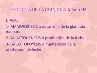 FISIOLOGIA DE LA GLANDULA MAMARIA
ETAPAS
1- MAMOGÉNESIS o desarrollo de la glándula
mamaria
2-GALACTOGÉNESIS o producción de la leche
3- GALACTOPOYESIS o mantención de la
producción de leche
 