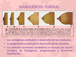 • Los estrógenos estimulan el desarrollo de los conductos
• La progesterona estimula el desarrollo de los alveolos.
• Los alvéolos secretores verdaderos se forman por acción
sinérgica de Estrógenos, progesterona y hormonas
hipofisarias
MAMOGENESIS: PUBERAL
 