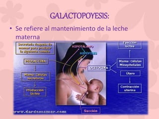 GALACTOPOYESIS:
• Se refiere al mantenimiento de la leche
materna
 