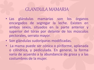 GLANDULA MAMARIA
• Las glándulas mamarias son los órganos
encargados de segregar la leche. Existen en
ambos sexos, situados en la parte anterior y
superior del tórax por delante de los músculos
pectorales, serrato mayor.
• Son glándulas sudoríparas modificadas.
• La mama puede ser cónica o piriforme, aplanada
o cilíndrica, y pediculada. En general, la forma
varía de acuerdo a la abundancia de grasa y a las
costumbres de la mujer.
 