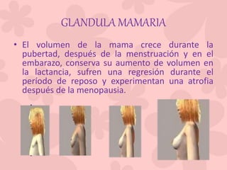 GLANDULA MAMARIA
• El volumen de la mama crece durante la
pubertad, después de la menstruación y en el
embarazo, conserva su aumento de volumen en
la lactancia, sufren una regresión durante el
período de reposo y experimentan una atrofia
después de la menopausia.
 