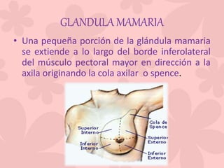 GLANDULA MAMARIA
• Una pequeña porción de la glándula mamaria
se extiende a lo largo del borde inferolateral
del músculo pectoral mayor en dirección a la
axila originando la cola axilar o spence.
 