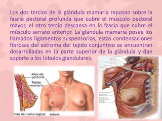 Los dos tercios de la glándula mamaria reposan sobre la
fascia pectoral profunda que cubre el músculo pectoral
mayor, el otro tercio descansa en la fascia que cubre el
músculo serrato anterior. La glándula mamaria posee los
llamados ligamentos suspensorios, estas condensaciones
fibrosas del estroma del tejido conjuntivo se encuentran
desarrolladas en la parte superior de la glándula y dan
soporte a los lóbulos glandulares.
 