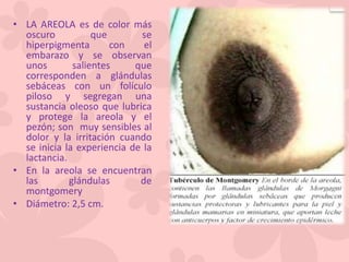 • LA AREOLA es de color más
oscuro que se
hiperpigmenta con el
embarazo y se observan
unos salientes que
corresponden a glándulas
sebáceas con un folículo
piloso y segregan una
sustancia oleoso que lubrica
y protege la areola y el
pezón; son muy sensibles al
dolor y la irritación cuando
se inicia la experiencia de la
lactancia.
• En la areola se encuentran
las glándulas de
montgomery
• Diámetro: 2,5 cm.
 