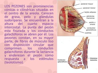 LOS PEZONES son prominencias
cónicas o cilíndricas situadas en
el centro de la areola. Carecen
de grasa, pelo y glándulas
sudoríparas. Se encuentran a la
altura del cuarto espacio
intercostal. La punta del pezón
esta fisurada y los conductos
galactóforos se abren por él. Los
pezones constan, en su mayor
parte, de fibras de músculo liso
con disposición circular que
comprimen los conductos
galactóforos durante la lactancia
y enderezan el pezón como
respuesta a los estímulos
(teolotismo).
 