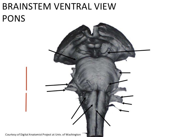 Blank Diagram Brain Stem - Aflam-Neeeak