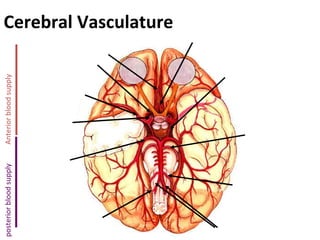 Cerebral Vasculature Anterior blood supply posterior blood supply 