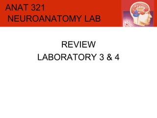 ANAT 321 REVIEW LABORATORY 3 & 4 NEUROANATOMY LAB 