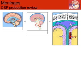 Meninges  CSF production review 