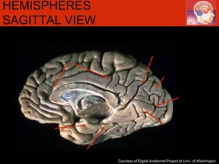 HEMISPHERES SAGITTAL VIEW  Courtesy of Digital Anatomist Project at Univ. of Washington 