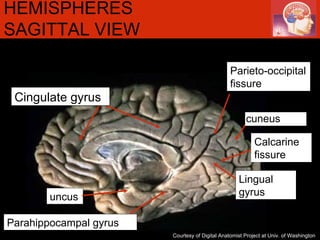 HEMISPHERES SAGITTAL VIEW  Courtesy of Digital Anatomist Project at Univ. of Washington Calcarine fissure Parieto-occipital fissure cuneus Lingual gyrus Cingulate gyrus uncus Parahippocampal gyrus 