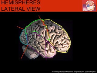 HEMISPHERES LATERAL VIEW  Courtesy of Digital Anatomist Project at Univ. of Washington 