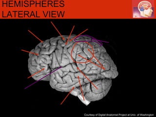 HEMISPHERES LATERAL VIEW   Courtesy of Digital Anatomist Project at Univ. of Washington 