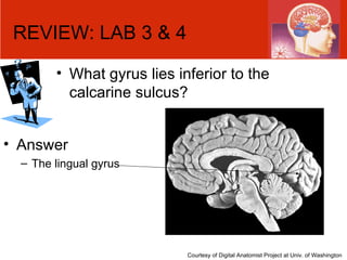 REVIEW: LAB 3 & 4 What gyrus lies inferior to the calcarine sulcus? Courtesy of Digital Anatomist Project at Univ. of Washington Answer The lingual gyrus 