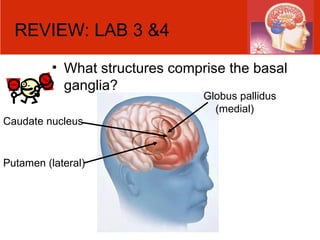 REVIEW: LAB 3 &4 What structures comprise the basal ganglia? Caudate nucleus Putamen (lateral) Globus pallidus (medial) 