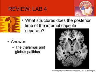 REVIEW: LAB 4 What structures does the posterior limb of the internal capsule separate?  Answer:  The thalamus and globus pallidus Courtesy of Digital Anatomist Project at Univ. of Washington 