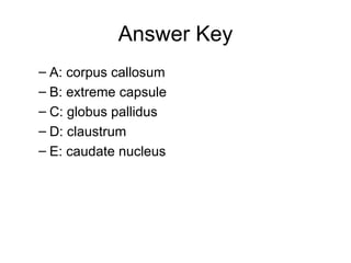 Answer Key A: corpus callosum B: extreme capsule C: globus pallidus D: claustrum E: caudate nucleus 