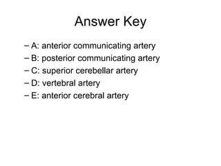 Answer Key A: anterior communicating artery B: posterior communicating artery C: superior cerebellar artery D: vertebral artery E: anterior cerebral artery 