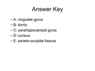 Answer Key A: cingulate gyrus  B: fornix C: parahippocampal gyrus D: cuneus E: parieto-occipital fissure 
