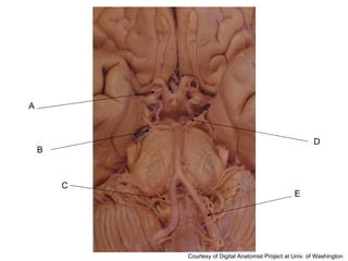 A B C D E Courtesy of Digital Anatomist Project at Univ. of Washington 