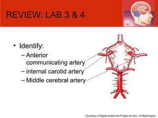 REVIEW: LAB 3 & 4 Identify: Anterior communicating artery  internal carotid artery Middle cerebral artery Courtesy of Digital Anatomist Project at Univ. of Washington 