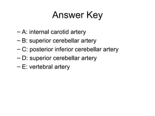 Answer Key A: internal carotid artery B: superior cerebellar artery C: posterior inferior cerebellar artery D: superior cerebellar artery  E: vertebral artery 