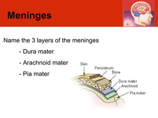 Meninges Name the 3 layers of the meninges - Dura mater - Arachnoid mater - Pia mater 