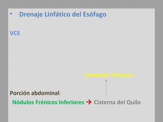 • Drenaje Linfático del Esófago
VCS

Conducto Torácico
Porción abdominal:
Nódulos Frénicos Inferiores  Cisterna del Quilo

 