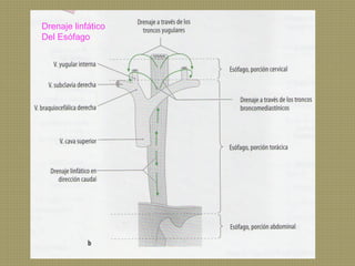 Drenaje linfático
Del Esófago

 