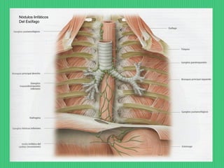 Nódulos linfáticos
Del Esófago

 