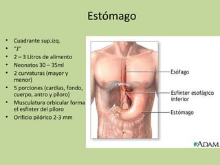 Estómago
•
•
•
•
•

Cuadrante sup.izq.
“J”
2 – 3 Litros de alimento
Neonatos 30 – 35ml
2 curvaturas (mayor y
menor)
• 5 porciones (cardias, fondo,
cuerpo, antro y píloro)
• Musculatura orbicular forma
el esfínter del píloro
• Orificio pilórico 2-3 mm

 