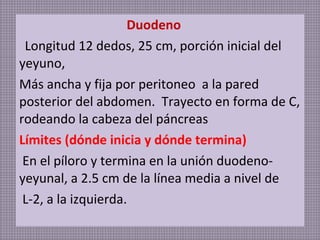 Duodeno
Longitud 12 dedos, 25 cm, porción inicial del
yeyuno,
Más ancha y fija por peritoneo a la pared
posterior del abdomen. Trayecto en forma de C,
rodeando la cabeza del páncreas
Límites (dónde inicia y dónde termina)
En el píloro y termina en la unión duodenoyeyunal, a 2.5 cm de la línea media a nivel de
L-2, a la izquierda.

 