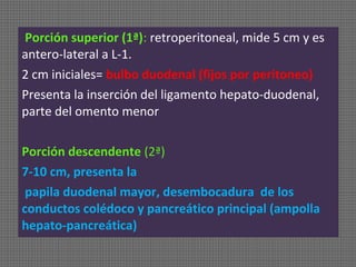 Porción superior (1ª): retroperitoneal, mide 5 cm y es
antero-lateral a L-1.
2 cm iniciales= bulbo duodenal (fijos por peritoneo)
Presenta la inserción del ligamento hepato-duodenal,
parte del omento menor
Porción descendente (2ª)
7-10 cm, presenta la
papila duodenal mayor, desembocadura de los
conductos colédoco y pancreático principal (ampolla
hepato-pancreática)

 