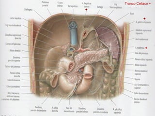 Tronco Celiaco +

+
+

+

 