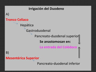 Irrigación del Duodeno
A)
Tronco Celiaco
Hepática
Gastroduodenal
Pancreato-duodenal superior
Se anastomosan en:
La entrada del Colédoco
B)
Mesentérica Superior
Pancreato-duodenal inferior

 