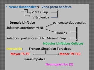 • Venas duodenales Vena porta hepática
V Mes. Sup.
V Esplénica
Drenaje Linfático
pancreato-duodenales
Linfáticos anteriores NL
Pilóricos
Linfáticos posteriores NL Mesent. Sup.
Nódulos Linfáticos Celíacos
Inervación:
Troncos Simpático Torácicos
Mayor T5-T9
Menor T9-T10
Parasimpática:
Neumogástrico (X)

 