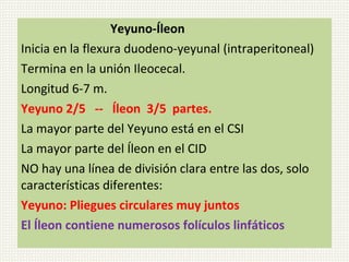 Yeyuno-Íleon
Inicia en la flexura duodeno-yeyunal (intraperitoneal)
Termina en la unión Ileocecal.
Longitud 6-7 m.
Yeyuno 2/5 -- Íleon 3/5 partes.
La mayor parte del Yeyuno está en el CSI
La mayor parte del Íleon en el CID
NO hay una línea de división clara entre las dos, solo
características diferentes:
Yeyuno: Pliegues circulares muy juntos
El Íleon contiene numerosos folículos linfáticos

 