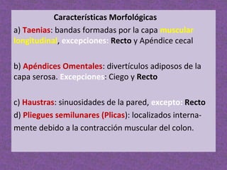 Características Morfológicas
a) Taenias: bandas formadas por la capa muscular
longitudinal, excepciones: Recto y Apéndice cecal
b) Apéndices Omentales: divertículos adiposos de la
capa serosa. Excepciones: Ciego y Recto
c) Haustras: sinuosidades de la pared, excepto: Recto
d) Pliegues semilunares (Plicas): localizados internamente debido a la contracción muscular del colon.

 