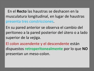 En el Recto las haustras se deshacen en la
musculatura longitudinal, en lugar de haustras
presenta tres constricciones.
En su pared anterior se observa el cambio del
peritoneo a la pared posterior del útero o a lado
superior de la vejiga.
El colon ascendente y el descendente están
dispuestos retroperitonealmente por lo que NO
presentan un meso-colon.

 