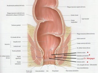 +

+

Cr. Morgagni

+

 