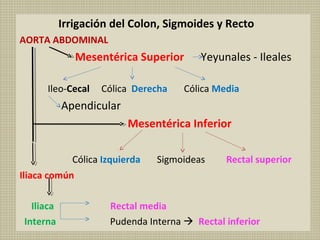 Irrigación del Colon, Sigmoides y Recto
AORTA ABDOMINAL

Mesentérica Superior
Ileo-Cecal

Cólica Derecha

Yeyunales - Ileales

Cólica Media

Apendicular
Mesentérica Inferior
Cólica Izquierda

Sigmoideas

Rectal superior

Iliaca común
Iliaca
Interna

Rectal media
Pudenda Interna  Rectal inferior

 