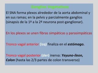 Ganglios Vegetativos
El SNA forma plexos alrededor de la aorta abdominal y
en sus ramas; en la pelvis y parcialmente ganglios
(sinapsis de la 1ª a la 2ª neurona post-ganglionar).
En los plexos se unen fibras simpáticas y parasimpáticas
Tronco vagal anterior (izq) finaliza en el estómago.
Tronco vagal posterior (der) inerva: Yeyuno-íleon,
Colon (hasta las 2/3 partes de colon transverso)

 