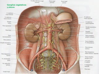 Ganglios vegetativos
y plexos

 