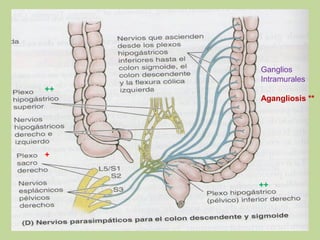 Ganglios
Intramurales
++
Agangliosis **

+

++

 